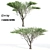 2 Acacia tortilis Trees - Natural Beauty for Your Garden 3D model small image 1