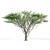2 Acacia tortilis Trees - Natural Beauty for Your Garden 3D model small image 2