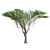 2 Acacia tortilis Trees - Natural Beauty for Your Garden 3D model small image 3