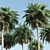 5 Palms VRay - Tropical Paradise in Your Render 3D model small image 2