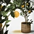 Tangerine Bliss: Mini Mandarin Tree in Woven Planter 3D model small image 2