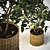 Tangerine Bliss: Mini Mandarin Tree in Woven Planter 3D model small image 3