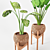 Tropical Plant Trio: Peperomia, Sansevieria & Curcuma 3D model small image 7