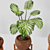 Tropical Plant Trio: Peperomia, Sansevieria & Curcuma 3D model small image 1