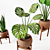 Tropical Plant Trio: Peperomia, Sansevieria & Curcuma 3D model small image 3