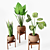 Tropical Plant Trio: Peperomia, Sansevieria & Curcuma 3D model small image 4