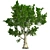 London Plane Tree 3D Model 3D model small image 3