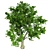 London Plane Tree 3D Model 3D model small image 4