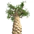 Exquisite Madagascan Baobab Tree 3D model small image 3