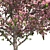 Pristine Blossom: Ultimate Spring Tree 3D model small image 4