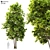  Majestic 12m Tall Maple Tree 3D model small image 1