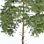 Japanese Red Pine Tree - 2013 Model 3D model small image 2