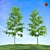 Realistic Birch Trees: Detailed 3D Models 3D model small image 1