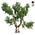 Optimized Red Gum Tree - Realistic, High-Quality Model 3D model small image 1