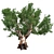 Optimized Red Gum Tree - Realistic, High-Quality Model 3D model small image 3