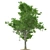 Vibrant Red Maple Tree Crown 3D model small image 3