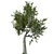 Premium Red Oak Tree 3D model small image 3