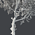 Premium Red Oak Tree 3D model small image 5