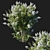 Elegant White Myrtle Bush 3D model small image 1