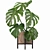 Tropical Monster Leaf Plants 3D model small image 1