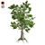Lush Sassafras Tree - 4K Texture 3D model small image 1