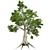 Lush Sassafras Tree - 4K Texture 3D model small image 2