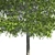 Shingle Oak Tree: High-Quality, Realistic Design. 3D model small image 4