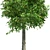 Sourwood Tree: High-Quality 3D Model 3D model small image 4