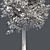 Sourwood Tree: High-Quality 3D Model 3D model small image 5