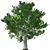 Optimized Maple Tree: Real-Wo 3D model small image 2