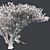 Optimized Quad Umbrella Thorn Tree 3D model small image 5