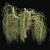 Graceful Weeping Willow Tree 3D model small image 2
