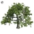 Premium White Oak Tree: Realistic 3D Model 3D model small image 1