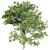 Premium White Oak Tree: Realistic 3D Model 3D model small image 3