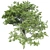 Premium White Oak Tree Corona 3D model small image 3