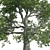 Premium White Oak Tree Corona 3D model small image 4