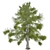 Premium Alaska Cedar Tree: Optimized, Real-World Scale 3D model small image 2