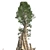 Optimized Quad Textured Bald Cypress Tree 3D model small image 3