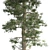 Optimized Quad Textured Bald Cypress Tree 3D model small image 4