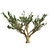 Lebanon Cedar: Realistic 3D Tree 3D model small image 2