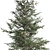 Optimized Blue Spruce Tree 3D model small image 4