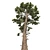 Optimized Douglas Fir Tree 3D model small image 2