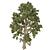 Optimized Douglas Fir Tree 3D model small image 3