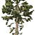 Optimized Douglas Fir Tree 3D model small image 4
