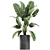 Exotic Indoor Plant Collection 3D model small image 4