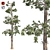 Evergreen White Pine Tree - Realistic 3D Model with Cones 3D model small image 1