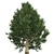 Optimized Fraser Fir Tree: Realistic 4K Textures 3D model small image 2