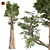 Giant Redwood Corona: 4K Optimized 3D model small image 1