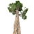 Giant Redwood Corona: 4K Optimized 3D model small image 2