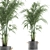 Tropical Palm Collection in Concrete Pots 3D model small image 1